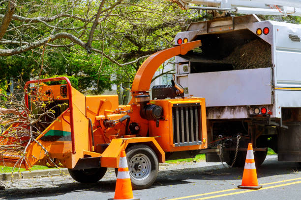 Tree Root Removal